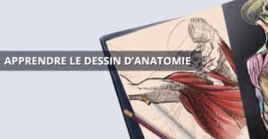 Apprendre l'anatomie en dessin : le guide complet - VeryShow