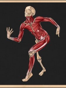 Apprendre l'Anatomie en Dessin : le Guide Complet